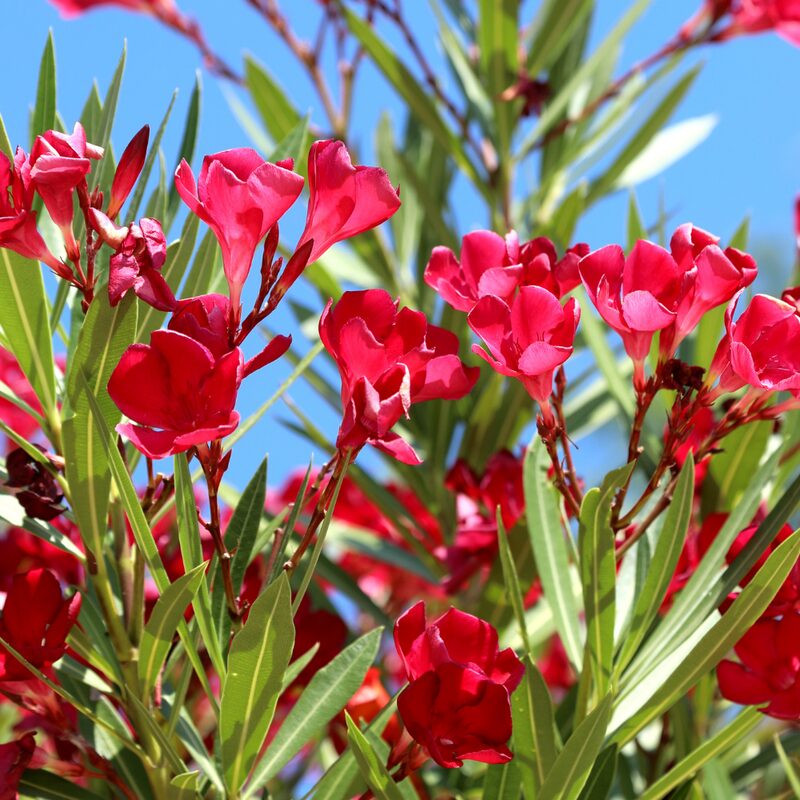 Red Oleander