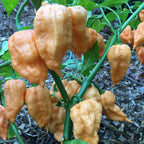 Peach Bhut Jolokia Ghost Chili Pepper Live Plants For Sale - Set 8 - World Hottest Pepper For Planting - Easy To Transplant - Well Rooted &amp; Healthy