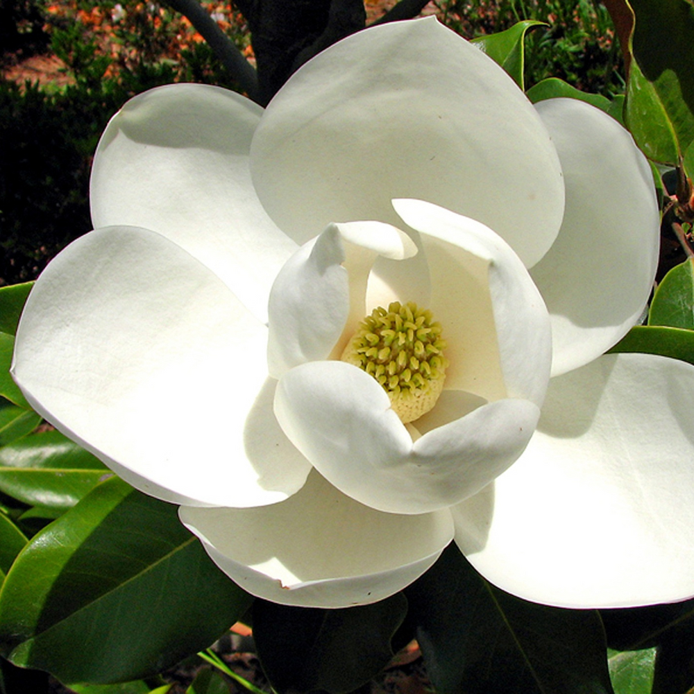 2 Sweetbay Magnolia Plants 6-12 Inch Height