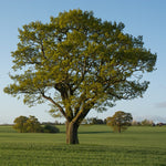 Dwarf Chinkapin Oak Tree Rooted Tree From 1 To 2 Feet Tall