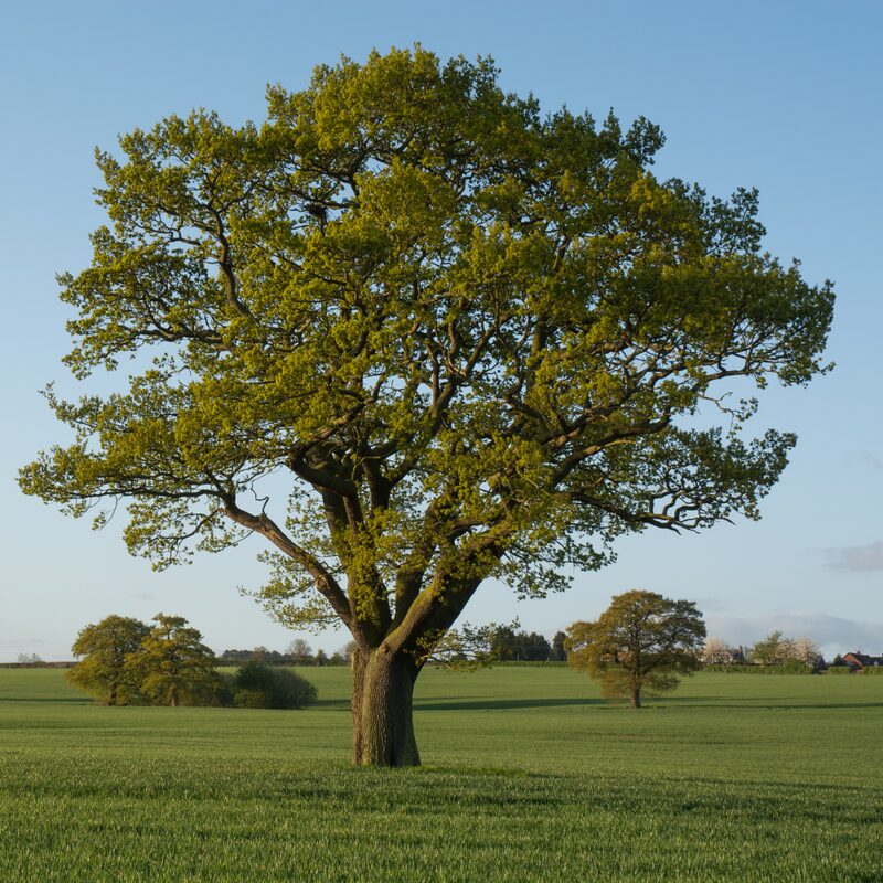 Dwarf Chinkapin Oak Tree Rooted Tree From 1 To 2 Feet Tall
