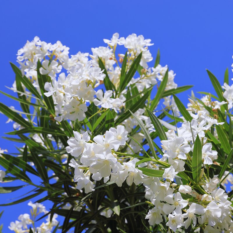 White Oleander Plant