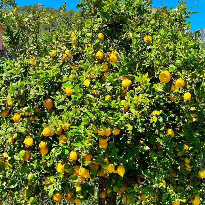 Meyer Lemon Tree Live Plant