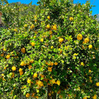 Meyer Lemon Tree Live Plant