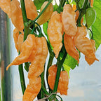 Peach Bhut Jolokia Ghost Chili Pepper Live Plants For Sale - Set 10 - World Hottest Pepper For Planting - Easy To Transplant - Well Rooted &amp; Healthy