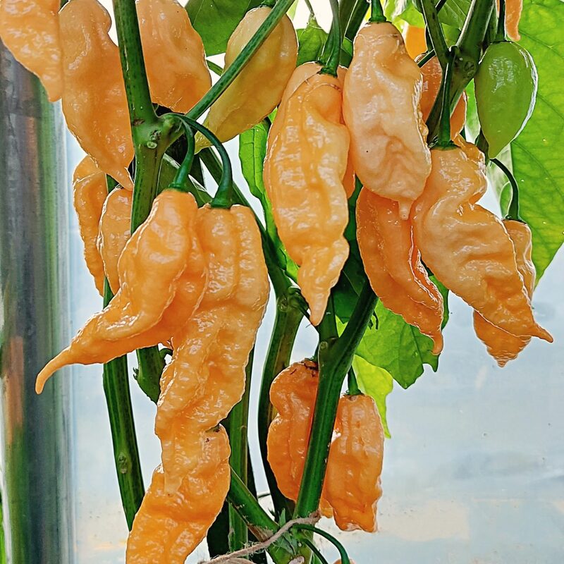 Peach Bhut Jolokia Ghost Chili Pepper Live Plants For Sale - Set 10 - World Hottest Pepper For Planting - Easy To Transplant - Well Rooted &amp; Healthy