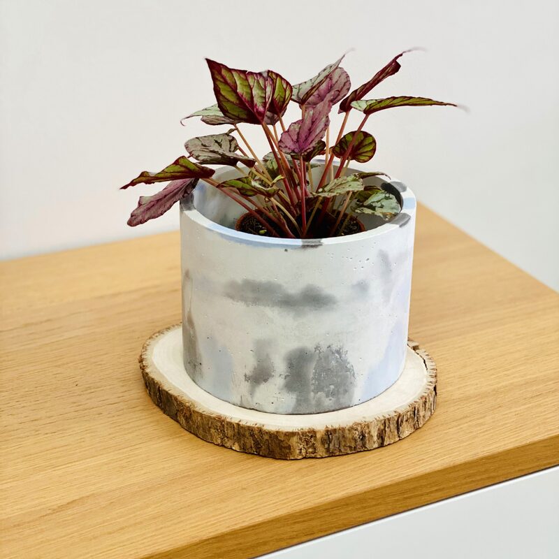 Hugh McLaughlin Begonia Plant Potted