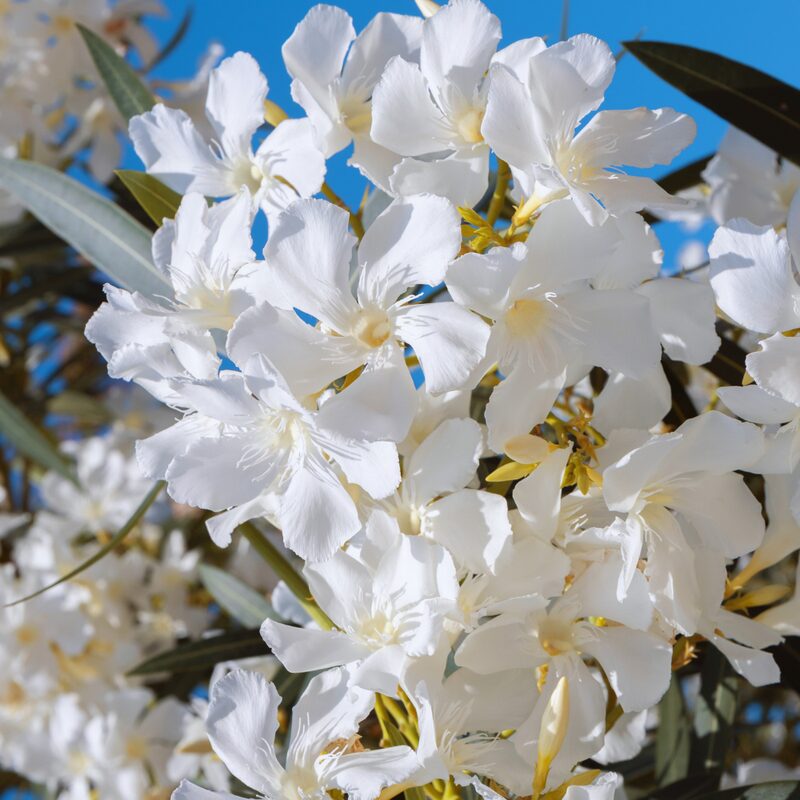 White Oleander Plant