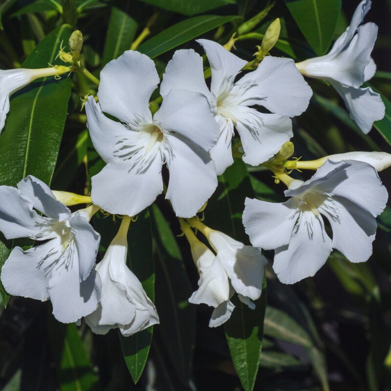 White Oleander
