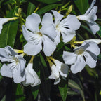 White Oleander