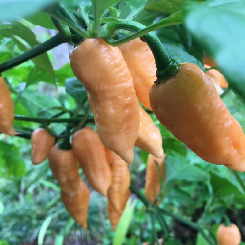 Peach Bhut Jolokia Ghost Chili Pepper Live Plants For Sale - Set 2 - World Hottest Pepper For Planting - Easy To Transplant - Well Rooted &amp; Healthy