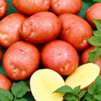 Red Seed Potatoes for Planting, Fresh Heirloom and Non GMO Potato Seeds, Potato Tuber, 2 Pound