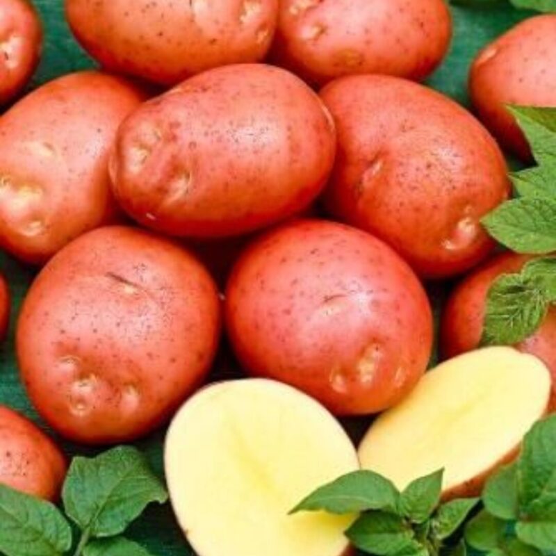 Red Seed Potatoes for Planting, Fresh Heirloom and Non GMO Potato Seeds, Potato Tuber, 2 Pound