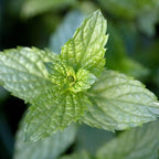 Peppermint Mint Plants Live - 5 to 7 Inch Tall - Fresh Heirloom Mint Plant - Culinary Herb - Indoors Outdoors - Spring/Fall Planting