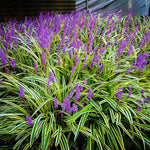 Variegated Lilyturf Grass Live Plant - Liriope Plant in 2.5-Inch Pot for Groundcover and Landscaping