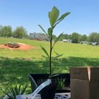Saucer Magnolia Shrub - 6-12" Tall - 2.5" Pot - Magnolia x Soulangeana