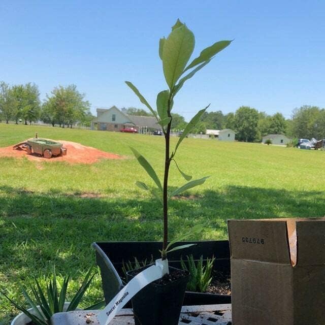 Saucer Magnolia Shrub - 6-12" Tall - 2.5" Pot - Magnolia x Soulangeana