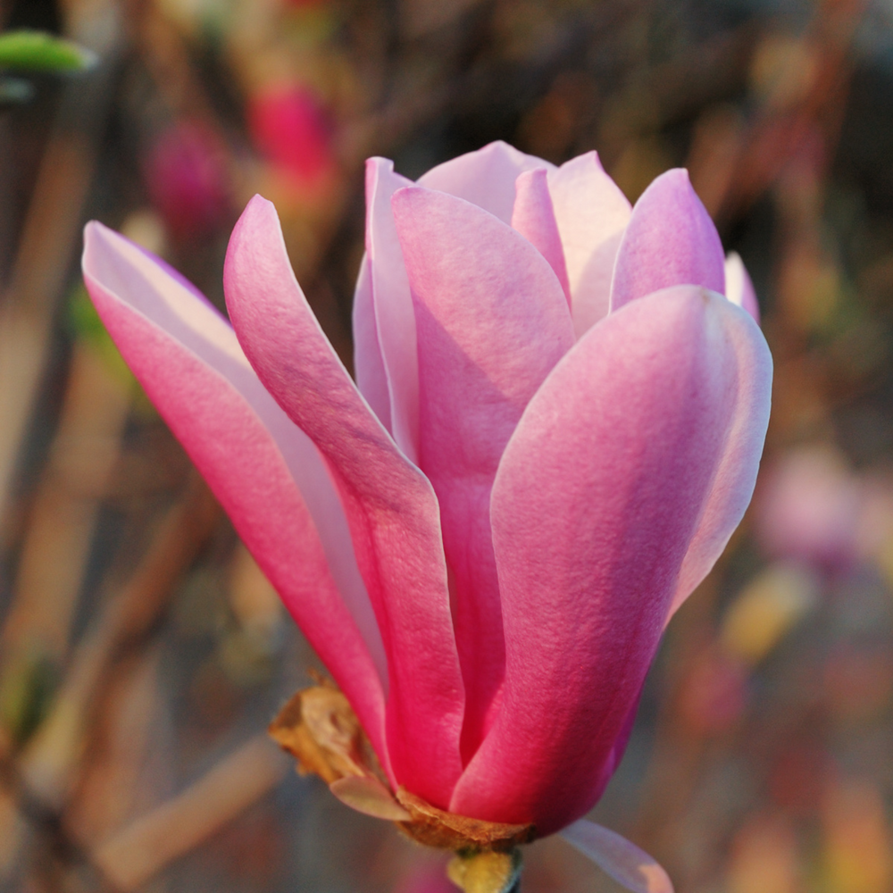 2 Jane Magnolia Plants 6-12 Inch Height