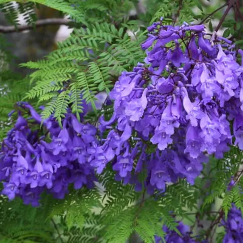 Mini Jacaranda Mimosifolia Live Tree - 4" Pot