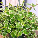 2 Plectranthus Variegated Swedish Ivy Plants Houseplant 4-8 Inch Tall In 4 Inch Pot