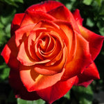 Royal Dane Rose Bush