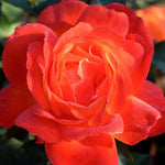 Sun Fire Rose Bush