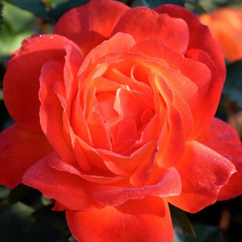 Sun Fire Rose Bush