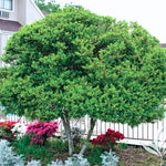 Yaupon Holly Tree