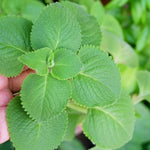 2 Cuban Oregano Plants Live, 3 to 6 Inc Tall