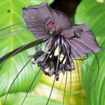 4 Tacca Chantrieri Black Bat Flower Plants, In 2 Inc Pot, 4 Pots