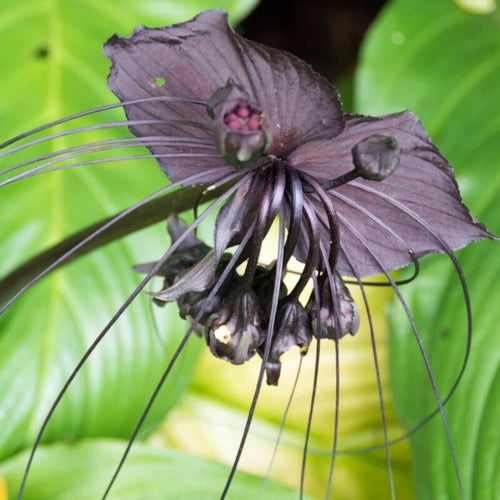 4 Tacca Chantrieri Black Bat Flower Plants, In 2 Inc Pot, 4 Pots