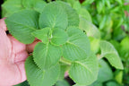 4 Variegated Cuban Oregano Plants Live, 4 to 6 Inc Tall