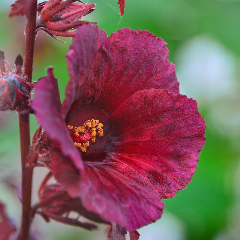 02 Cranberry Hibiscus Plants Live, 4 to 6 Inches Long