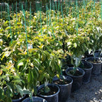 2-3Ft Long Neck Avocado Tree Plant Live In Pot, Grafted Avocado Trees Live Plants, Cold Hardy Long Neck Avocado Tree