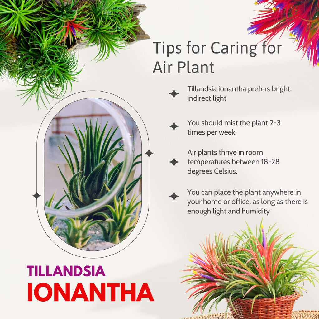 20 Air Plants, Tillandsia Air Plants Live Houseplants for Garden, Red Lonantha Tillandsia Plant, Air Plant for Planting, 2 to 3 Inc Long