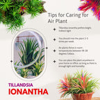 20 Air Plants, Tillandsia Air Plants Live Houseplants for Garden, Red Lonantha Tillandsia Plant, Air Plant for Planting, 2 to 3 Inc Long