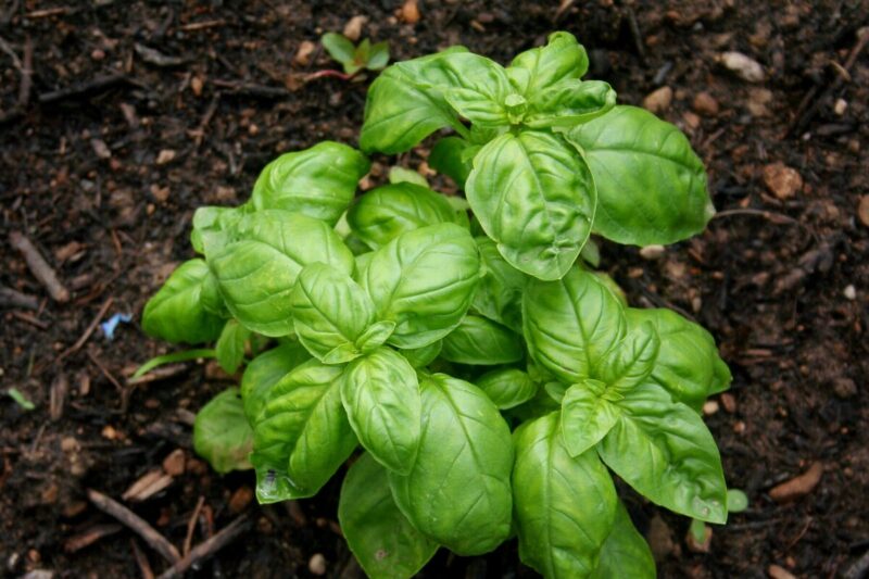 2 Sweet Basil Plants for Sale - 3 to 5 Inc Tall - Large Leaf Italian Basil Plants, Basil Plant Pot 4''