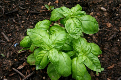 2 Sweet Basil Plants for Sale - 3 to 5 Inc Tall - Large Leaf Italian Basil Plants, Basil Plant Pot 4''