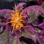 2 Gynura Aurantiaca Purple Passion Velvet, In 4 Inch Pot