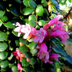 Aeschynanthus Pink Lipstick Plant