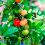Barbados Cherry Tree Acerola 5-8 Inch