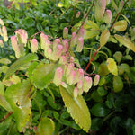 Kalanchoe Pinnata Live Plant, 4-8 Inch Tall, 4 Inc Pot