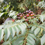 Murraya Koenigii Indian Curry Leaves Tree 4 Inch Pot, 5-9 Inc Tall