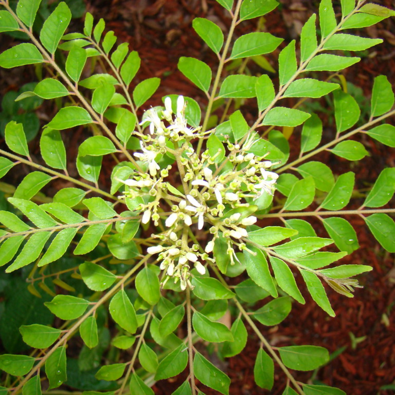 1 Murraya Koenigii Curry Leaves Plant 5 To 9 Inch Tall In Quart Pot