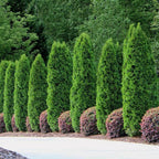 100 Leyland Cypress Hedge Shrub Plants Live Trees - Zone 5-9