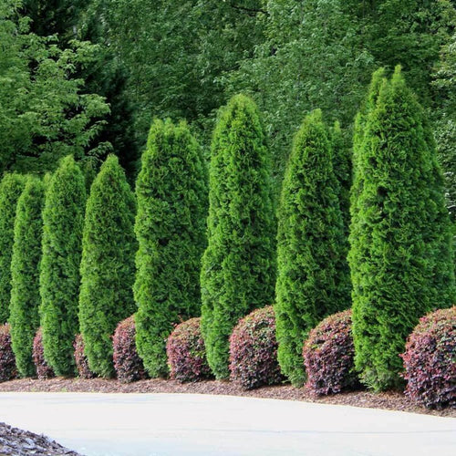 100 Leyland Cypress Hedge Shrub Plants Live Trees - Zone 5-9