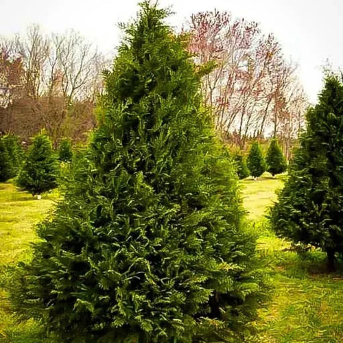 20 Leyland Cypress Hedge Shrub Plants Live Trees - Zone: 5-9