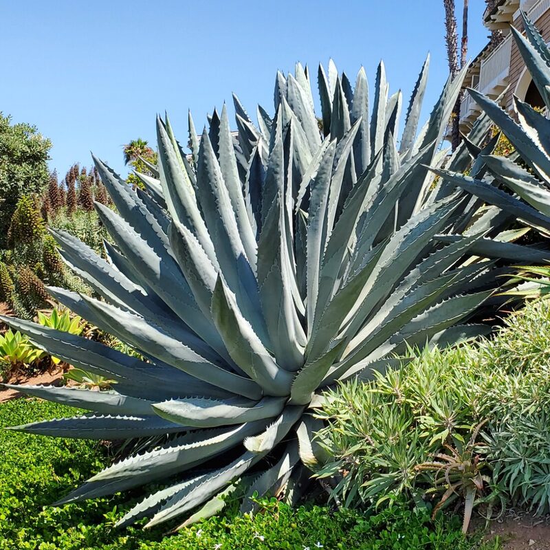 Blue Agave Tequilana Tequila Plant Live Maguey Tree Plant - 7-8" Well Rooted, No Pot