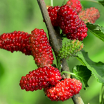 2 Red Mulberry Trees 5-8 Inch Height