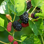 2 Illinois Everbearing Mulberry Trees 5-8 Inch Height